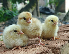Poussins pondeuses multicolores Ameriflower