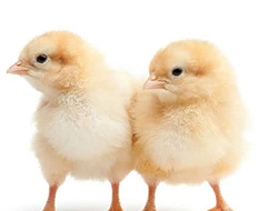Poussins de chair d’un jour