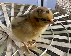 Poussins pondeuses brunes multicolores (race locale)