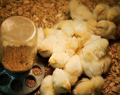 Poussins blancs Nandini nouveau-nés